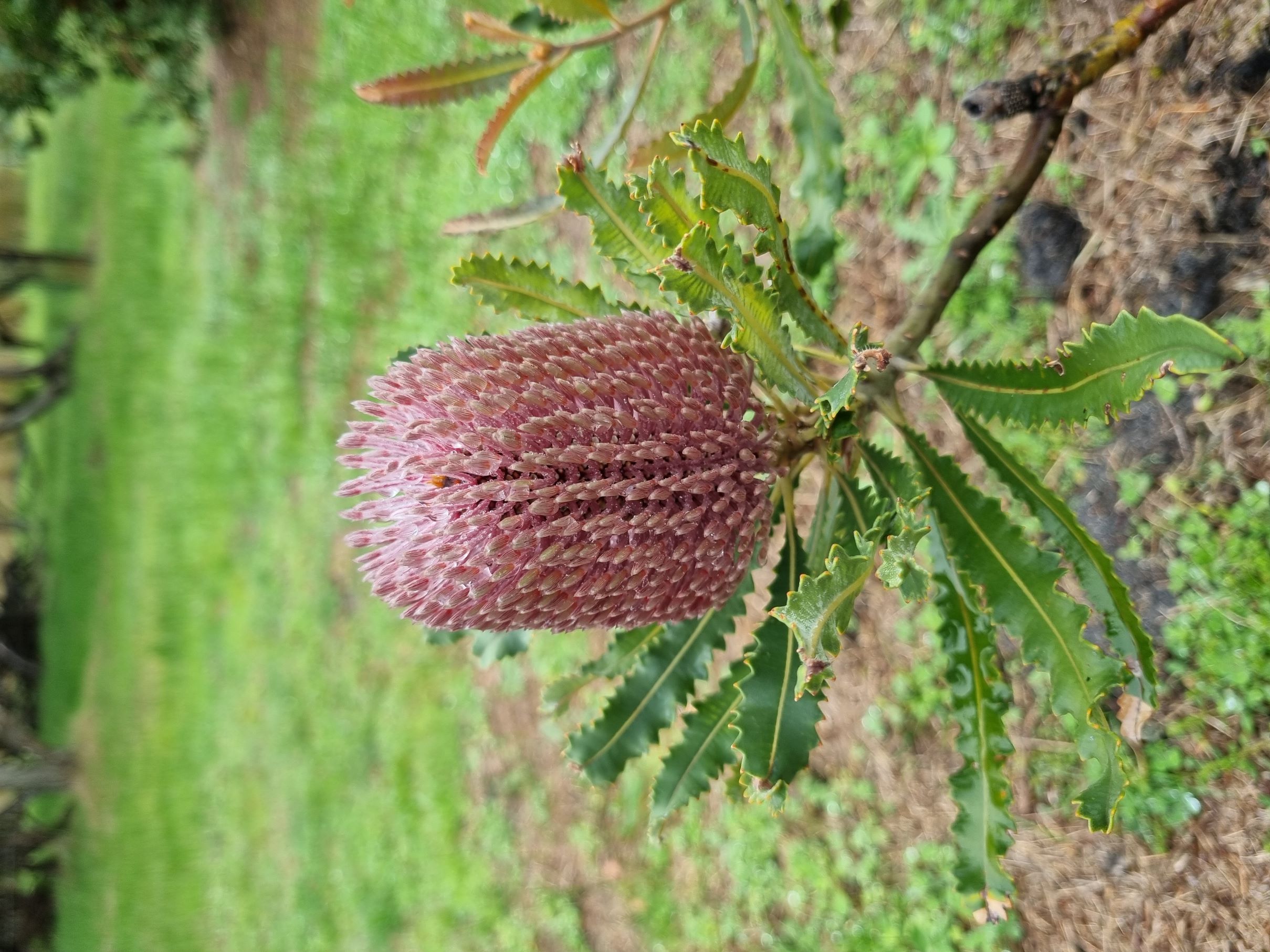 menziesii